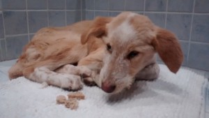 norah y Los diez mandamientos para compartir el planeta con los animales que amamos